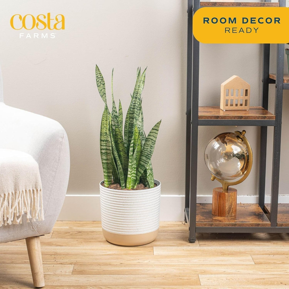 Costa Farms Premium Live Indoor Snake Sansevieria Floor Plant Shipped in Décor Planter, 2-Feet