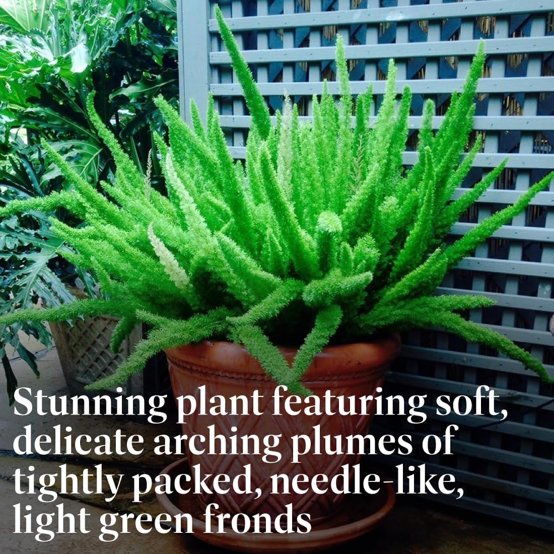 American Plant Exchange Live Foxtail Fern Plant, Plant Pot for Home and Garden Decor, 10" Pot