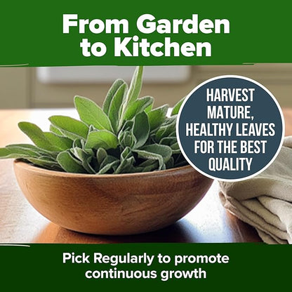 HOME GROWN 𝗨𝗦𝗔 𝗣𝗥𝗘𝗠𝗜𝗨𝗠 White Sage Seeds 323 Pack 𝗡𝗢𝗡-𝗚𝗠𝗢 Heirloom Seeds - Grow