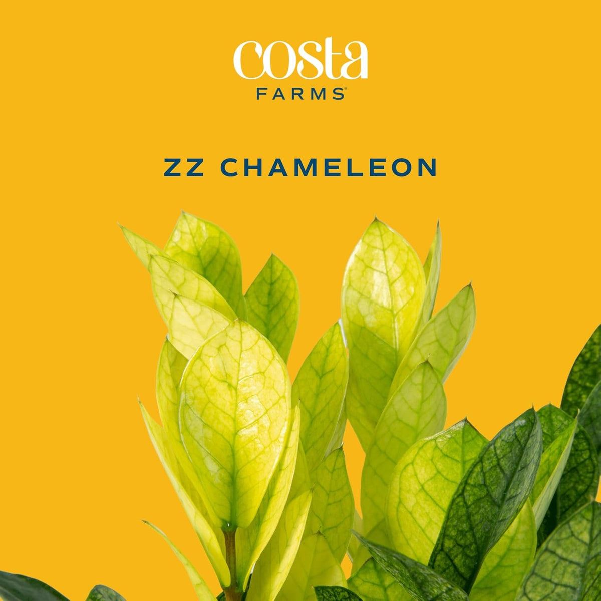 Costa Farms ZZ Chameleon Plant, Easy to Grow Live Indoor Houseplant in Garden Plant Pot, Home and