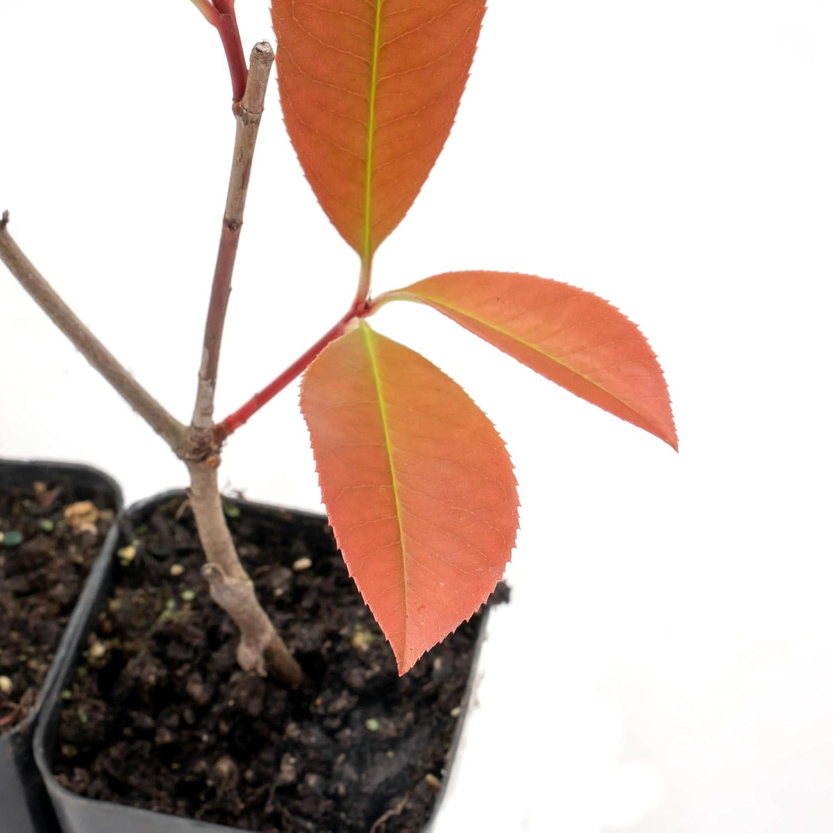 6 Red Tip Photinia, Photinia x Fraseri, Thriving in Extra Deep Nursery Cubes