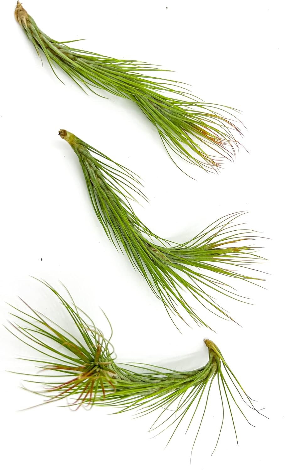 ragnaroc Air Plants - Tillandsia Funckiana Hybrid, Large 5-7" - 3ct - Live Arrival Guaranteed