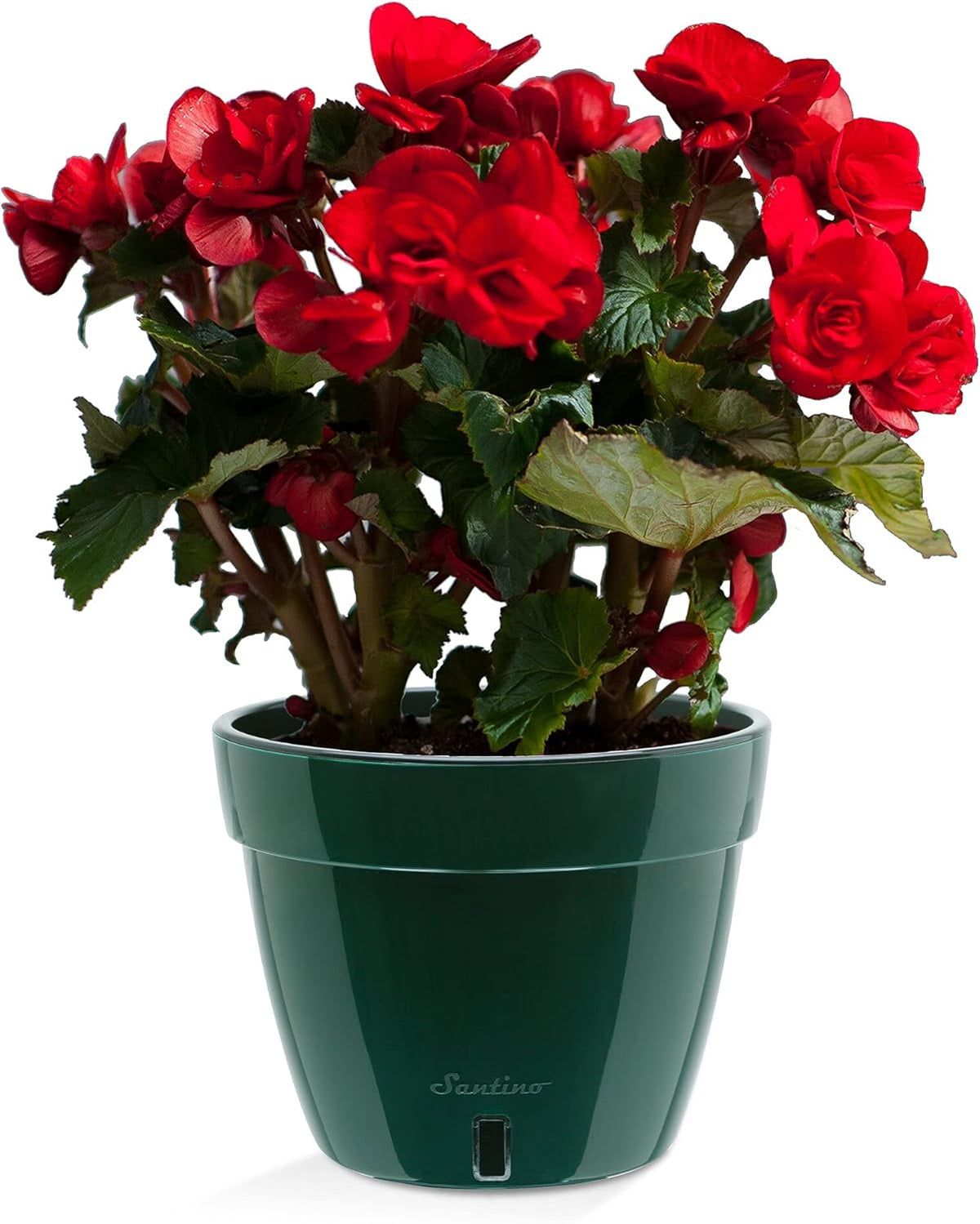 Santino ASTI 7.1 Inch Self Watering Planter Green/Black for Indoor Plants - Premium Quality Modern