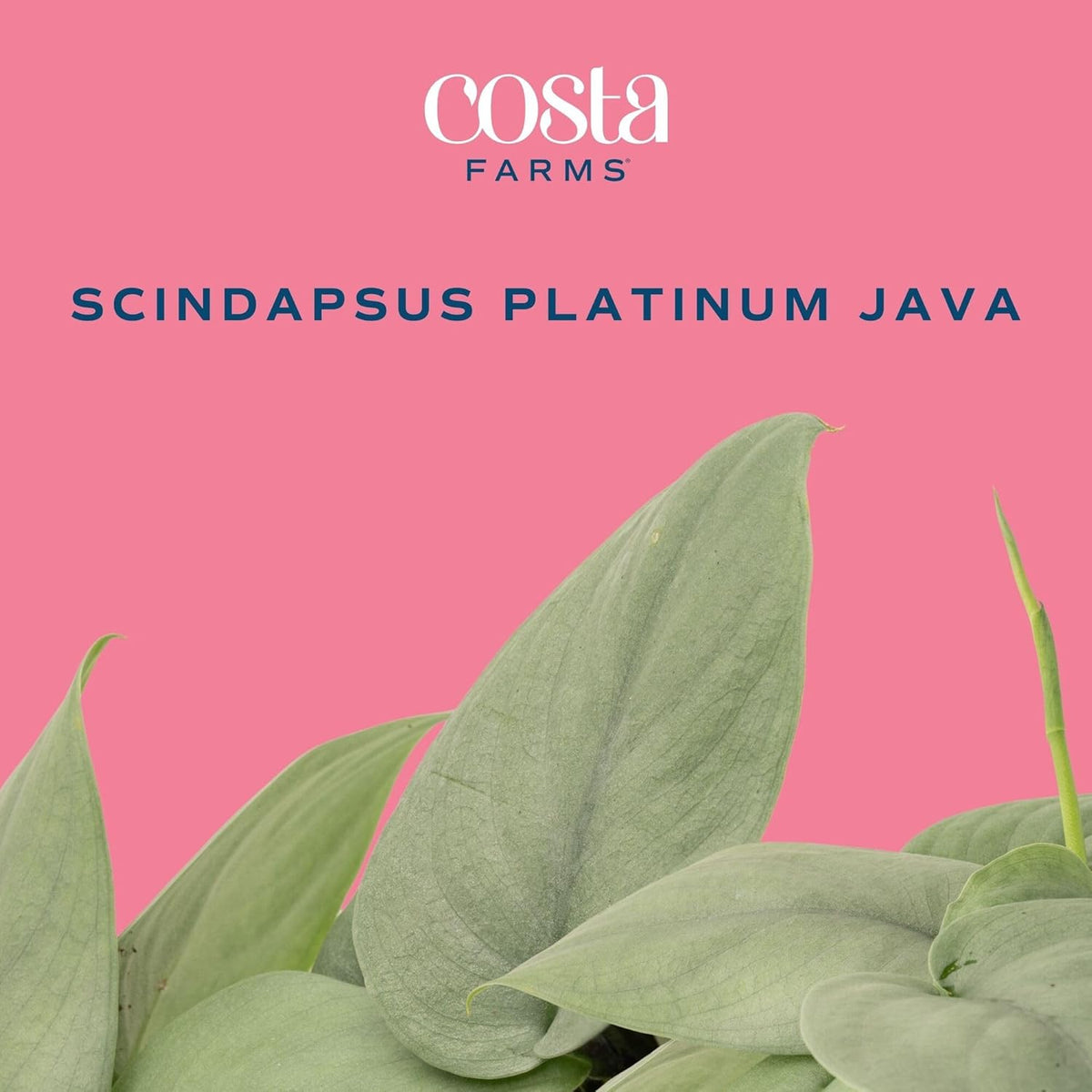 Costa Farms Scindapsus Platinum Java Live Plant in Self Watering Pot, Indoor Houseplant, Perfect