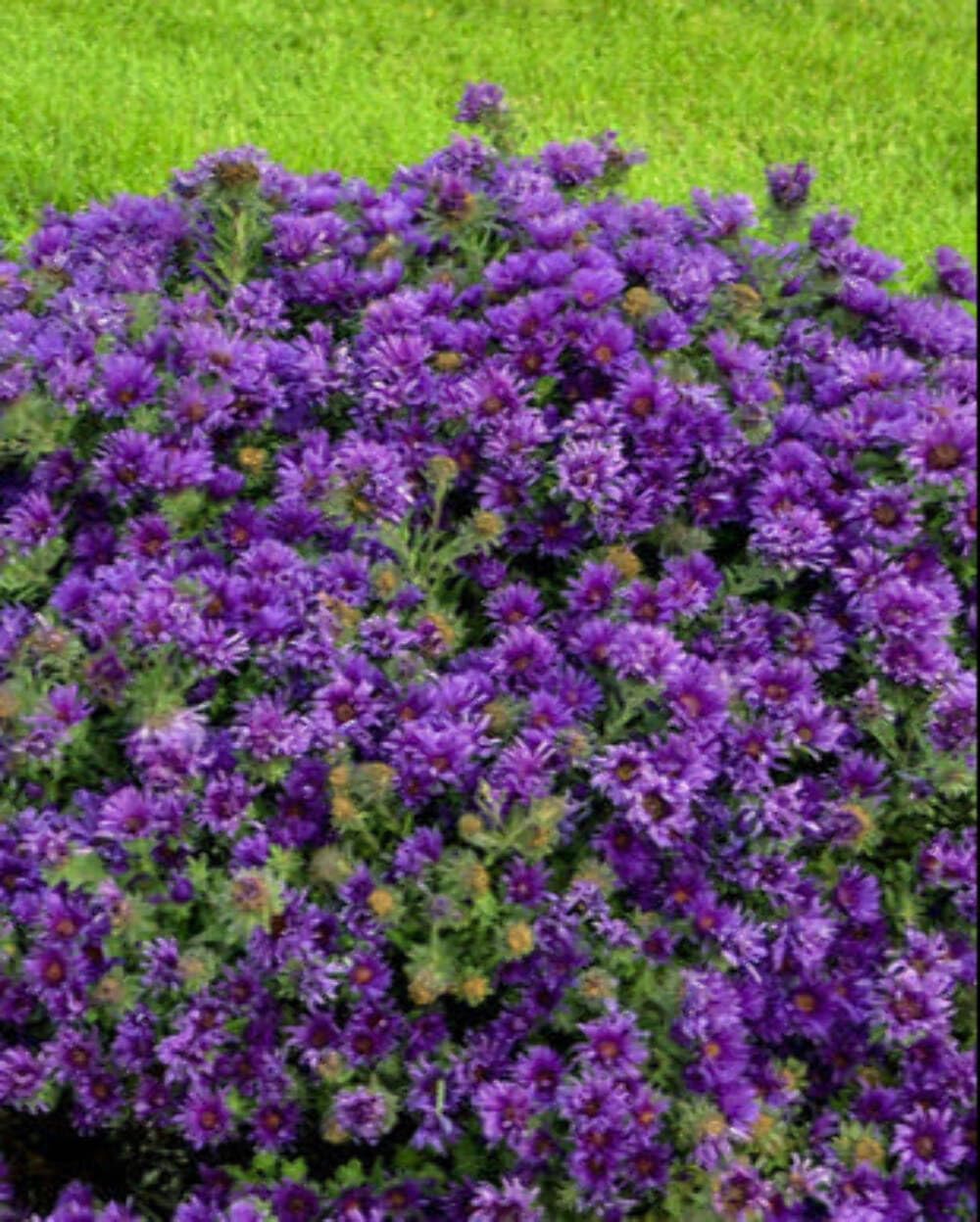 Perennial Farm Aster Novae-Angliae 'Grape Crush' (New England Aster) – Live Perennial in #1