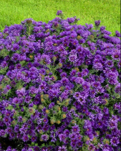 Perennial Farm Aster Novae-Angliae 'Grape Crush' (New England Aster) – Live Perennial in #1
