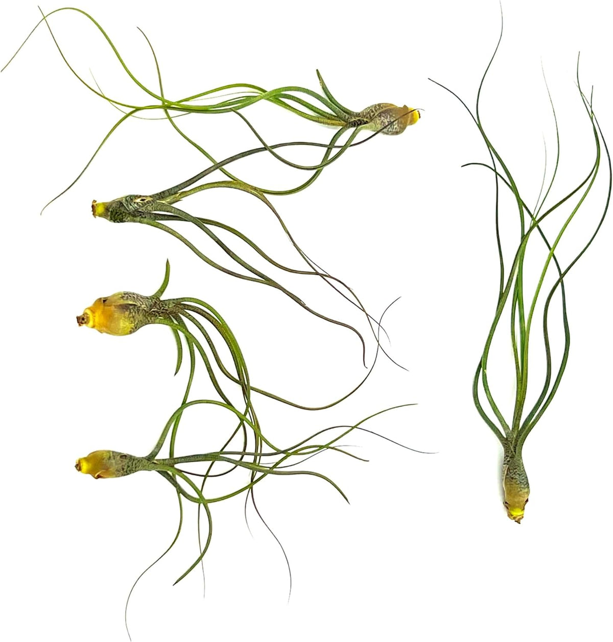 ragnaroc Live Air Plants - Tillandsia Butzii, Jumbo 7-9" - 5ct - Live Arrival Guaranteed - House