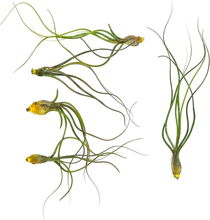 ragnaroc Live Air Plants - Tillandsia Butzii, Jumbo 7-9" - 5ct - Live Arrival Guaranteed - House