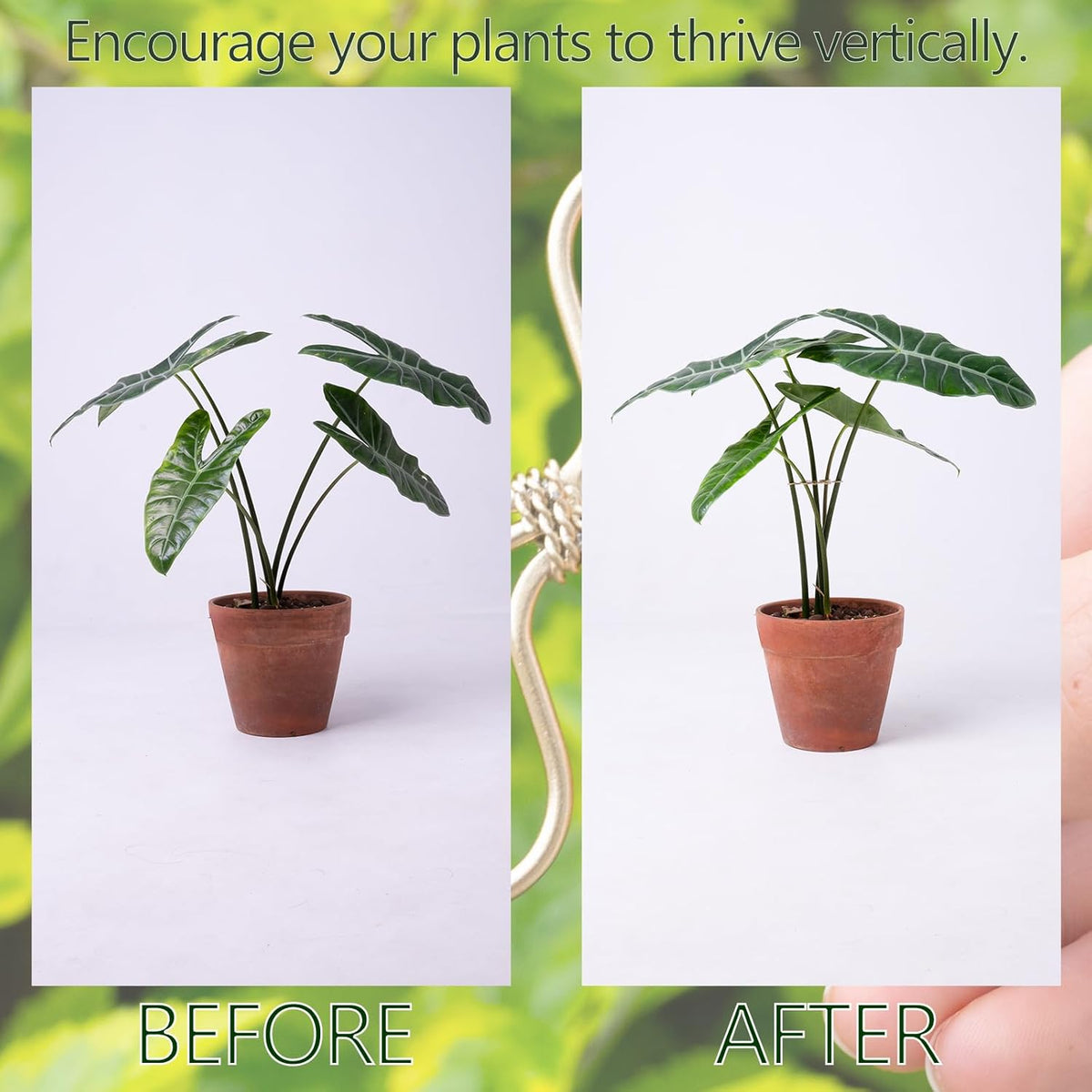 5Pcs Monstera Plant Stem Support Hook (2.75x2.75 inches) - Durable Metal Stem Support for Monstera