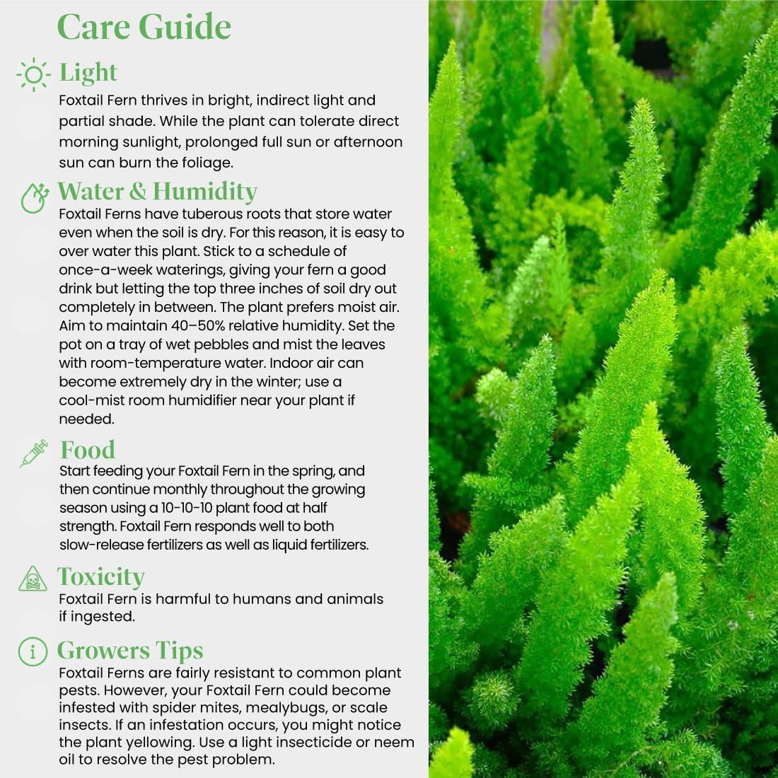 American Plant Exchange Live Foxtail Fern Plant, Plant Pot for Home and Garden Decor, 10" Pot