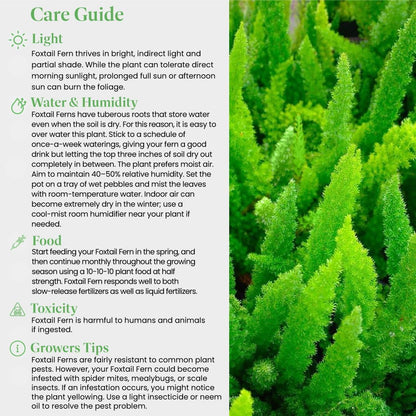 American Plant Exchange Live Foxtail Fern Plant, Plant Pot for Home and Garden Decor, 10" Pot
