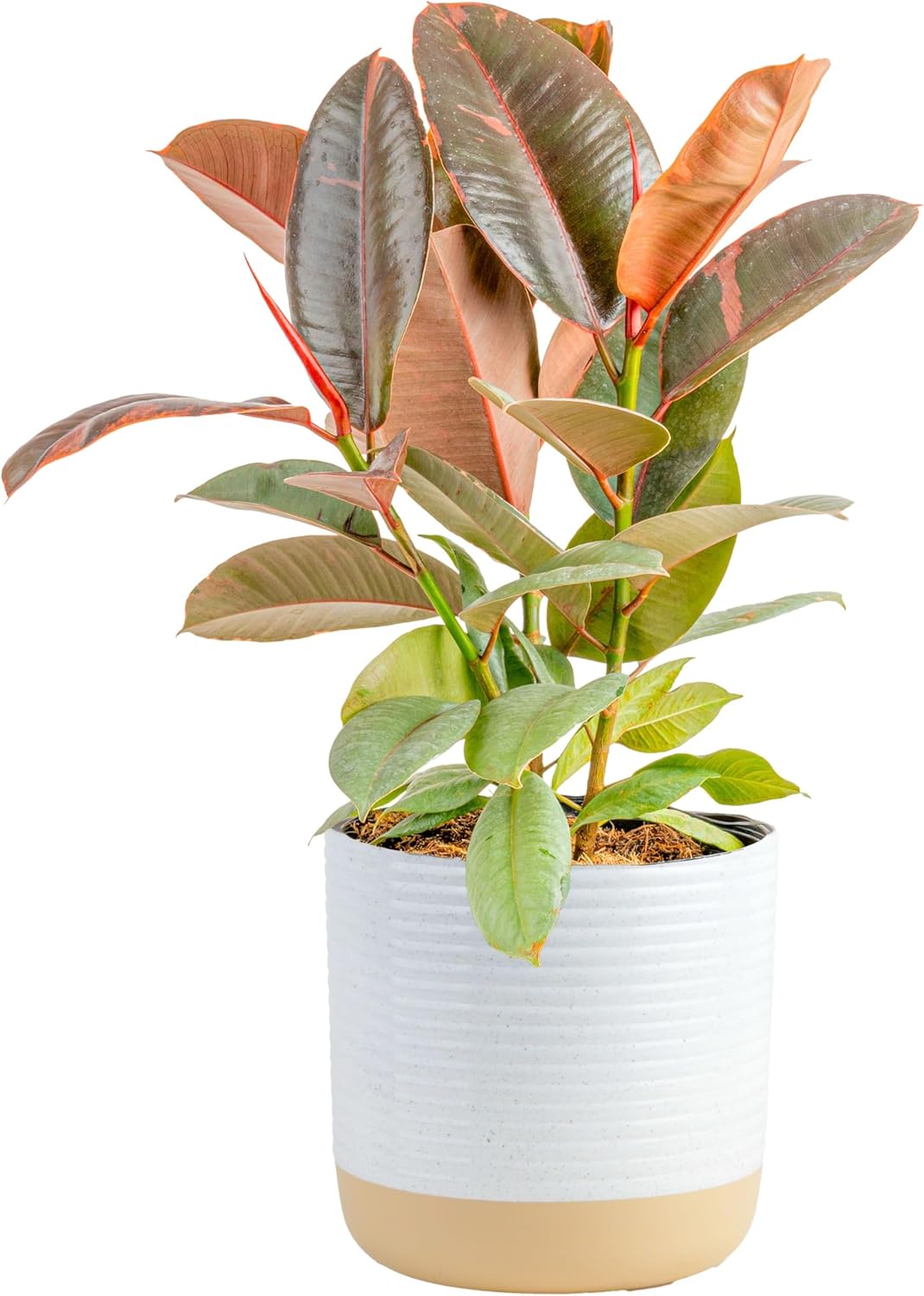 Costa Farms Ficus Live Plant | Beautiful Potted Houseplant in 10-Inch Decorative Plant Pot | 22-40