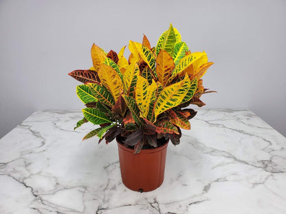 Croton Petra Plant - Tropical Foliage Plant Live - Overall Height 20" to 24" - Tropical Plants of