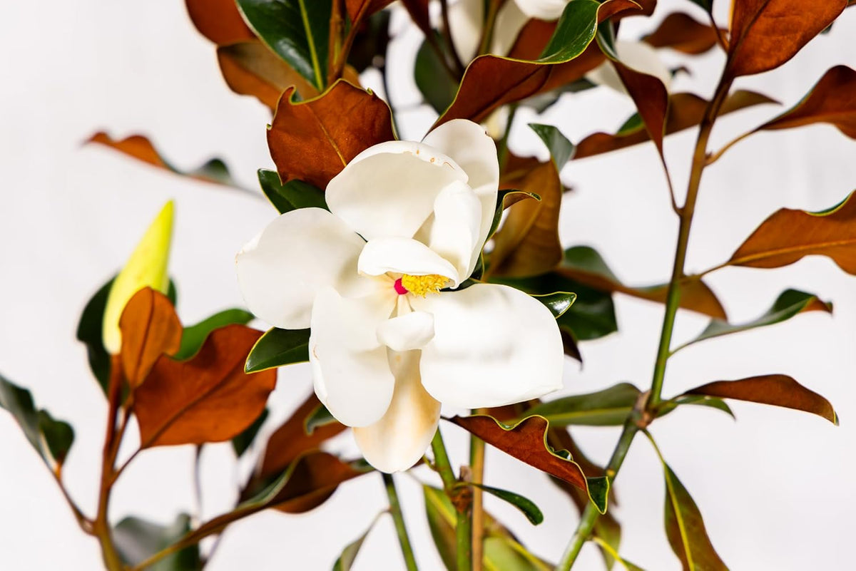 Magnolia Tree Little Gem Variation, Live Plant, Magnolia Flower, 3-4 Feet Tall, Low Maintenance