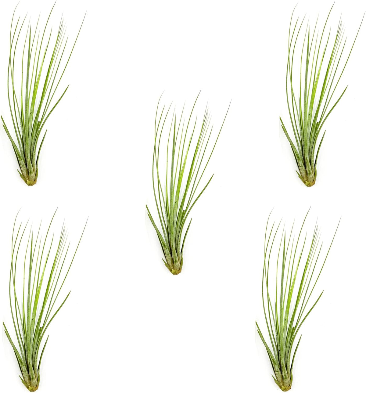 ragnaroc Air Plants - Tillandsia Juncea, Jumbo 8-12" - 5ct - Live Arrival Guaranteed - House Plants