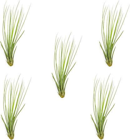ragnaroc Air Plants - Tillandsia Juncea, Jumbo 8-12" - 5ct - Live Arrival Guaranteed - House Plants