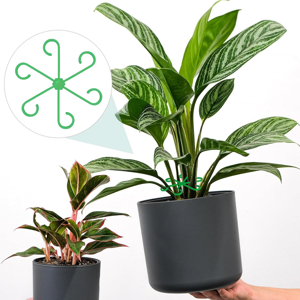 8PCS Plant Stem Support, 4 Sizes Climbing Houseplant Stem Holders, Plastic Reusable Flower Trellis
