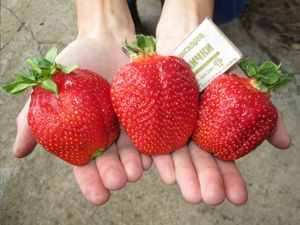 Seeds Giant Strawberry Fresca Everbearing Berries Indoor Non GMO Fruits for Planting