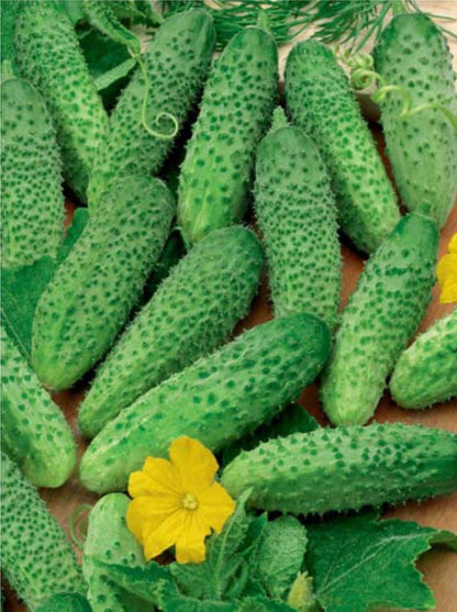 Seeds Rare Cucumber Titus F1 45 Days Early Pickling Vegetable for Planting Non GMO