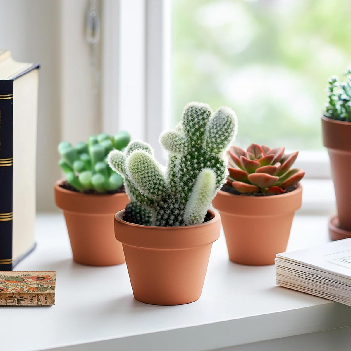 2" Live Succulent 'Bunny Ear Cactus', Rare Succulent Plants Fully Rooted in Pots, Unique House