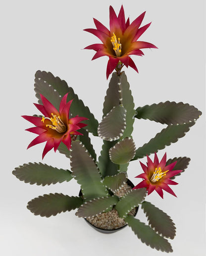 33 Inch Large Artificial Cactus with Magenta Flowers in Pot with Natural Gravel. Satin Finish