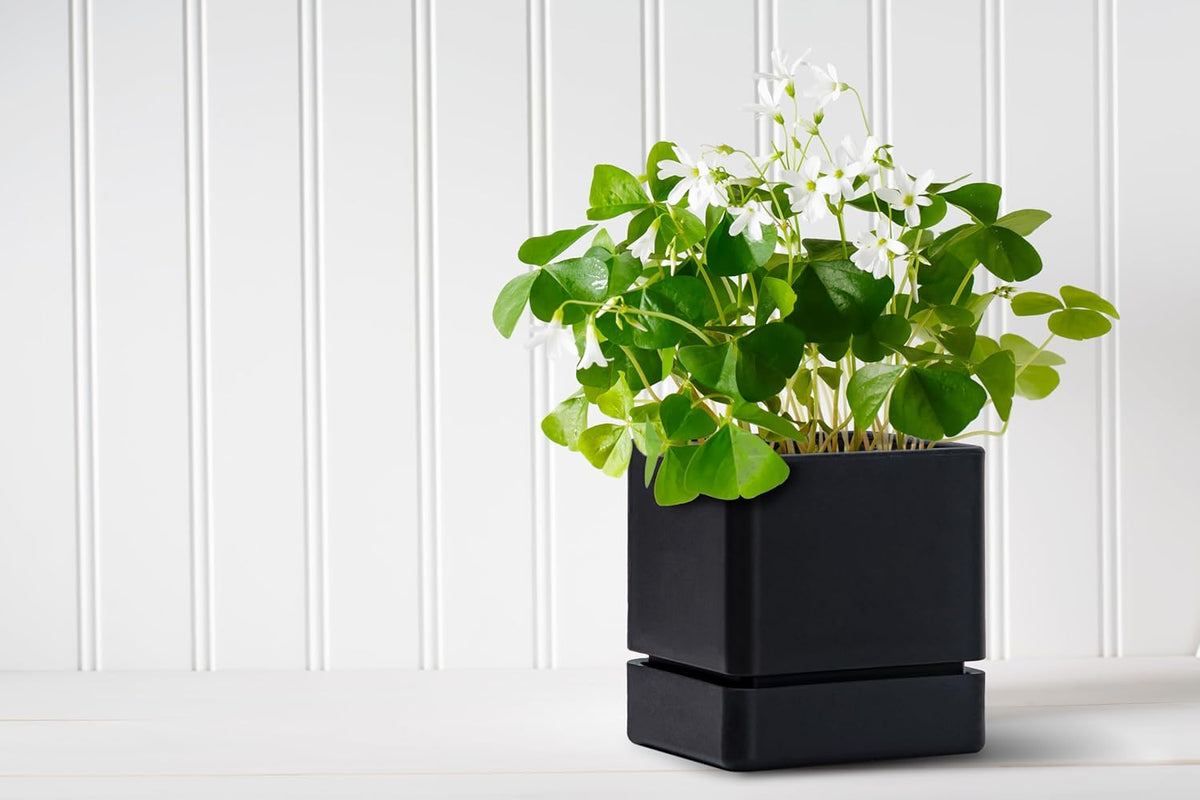 4 Inch Herb Planter Pot, Plastic Planter with Drainage Holes and Saucer, Modern Decorative