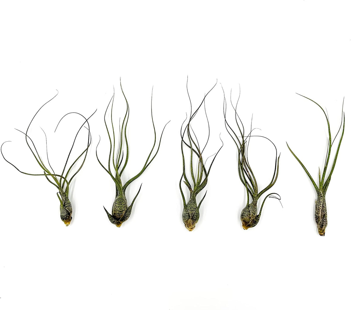 ragnaroc Live Air Plants - Tillandsia Butzii, Jumbo 7-9" - 5ct - Live Arrival Guaranteed - House