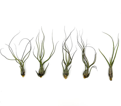 ragnaroc Live Air Plants - Tillandsia Butzii, Jumbo 7-9" - 5ct - Live Arrival Guaranteed - House