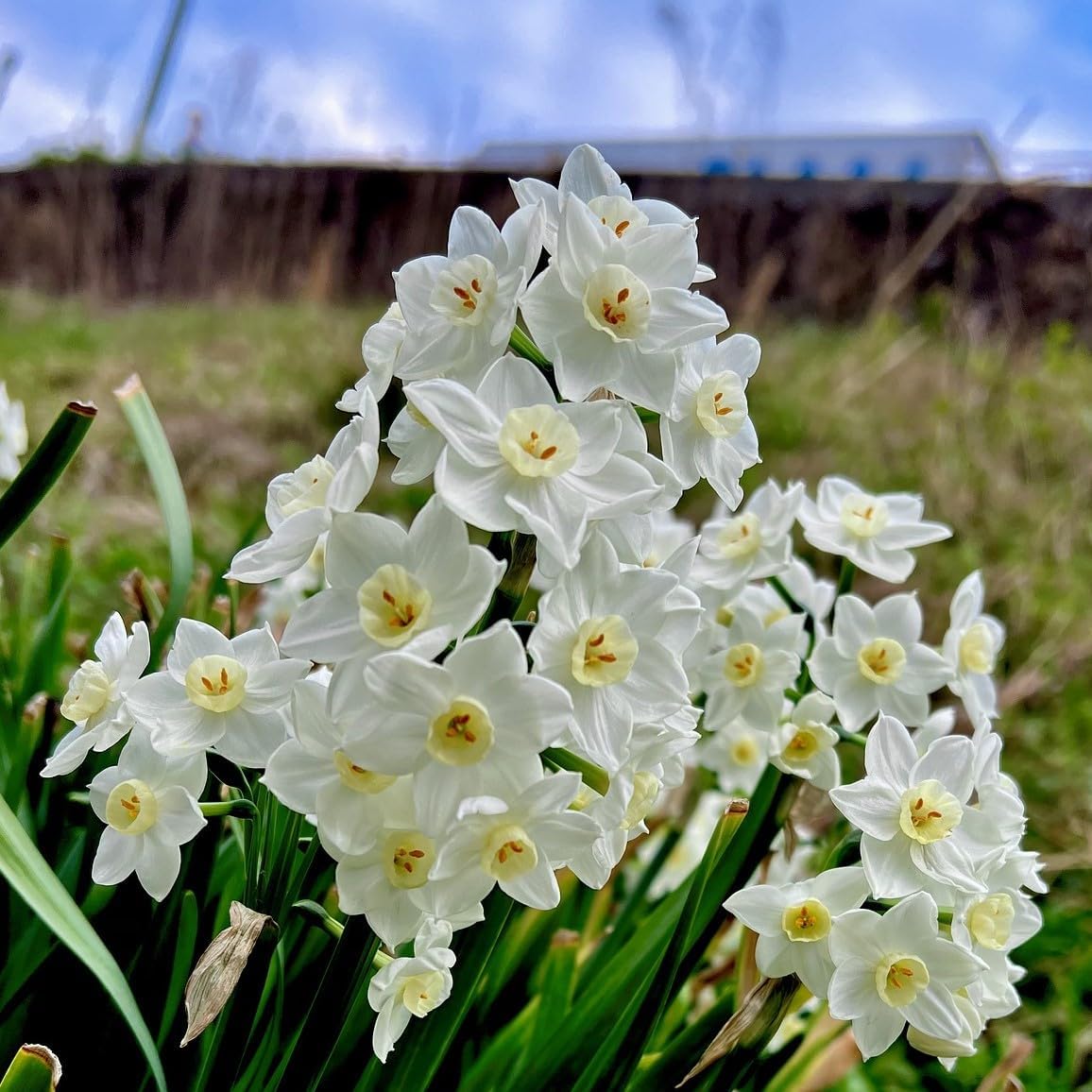 Fantastic Fragrant Paperwhite Narcissus ‘Ziva’ Flowers – 3 Premium Daffodil Bulbs | Easy Indoor or