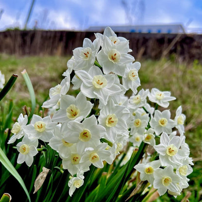 Fantastic Fragrant Paperwhite Narcissus ‘Ziva’ Flowers – 3 Premium Daffodil Bulbs | Easy Indoor or