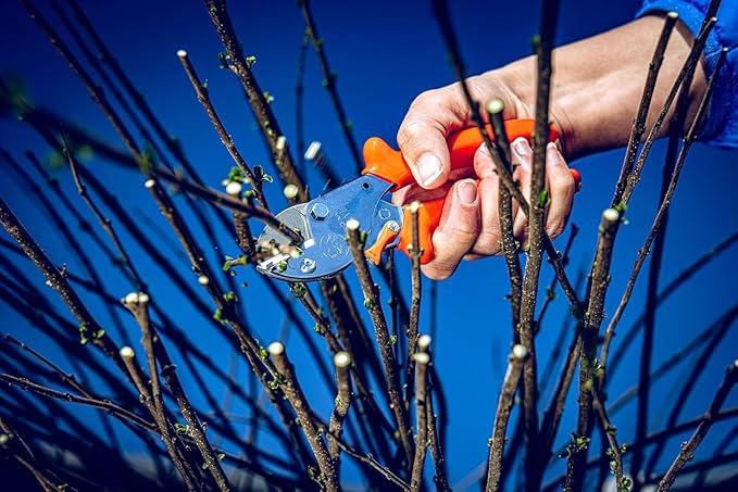 Original LÖWE 5 Professional Anvil Pruning Shears 5.107 with Stainless and Non-Stick Coated Steel