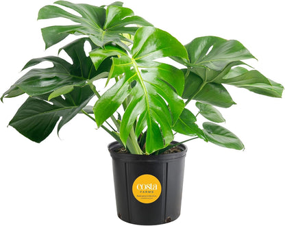 Costa Farms Monstera Swiss Cheese Plant, Live Indoor Plant, Easy to Grow Split Leaf Houseplant in
