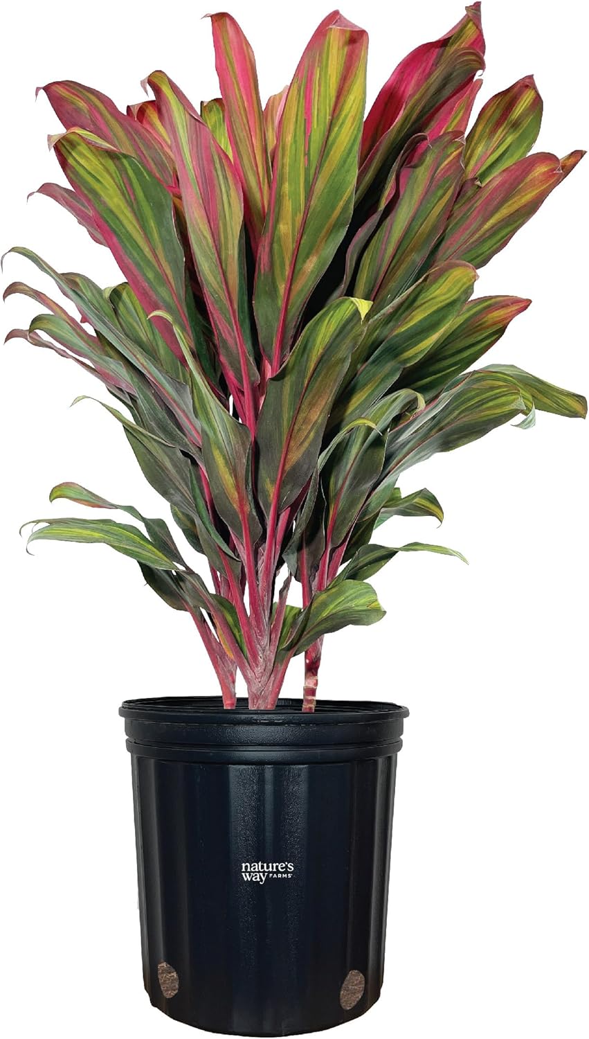 Nature's Way Farms Cordyline Harlequin Live Plant 25-30 in. Tall in Grower Pot