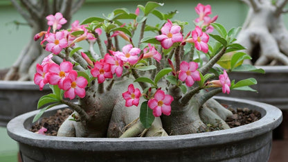 Gardenera Desert Rose Planting Mix - Provide Your Adenium with an Ideal Growing Environment - 4