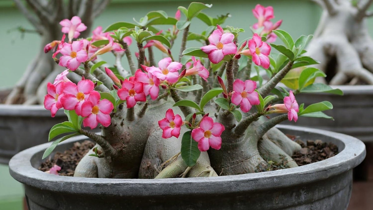 Premium Desert Rose Potting Soil by Gardenera - Unlock The Beauty of Your Adenium Plants - 5 QUARTS