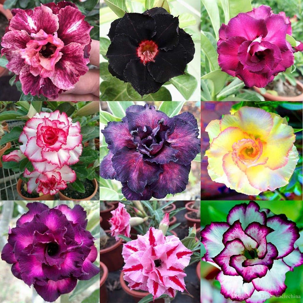 Gardenera Organic Desert Rose Soil Blend - Promote Strong Root Development and Flowering - 20 QUARTS