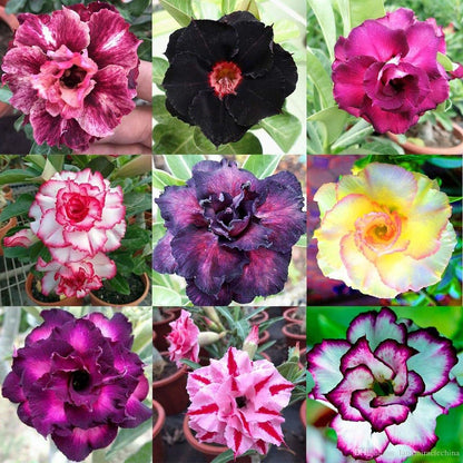 Gardenera Desert Rose Planting Mix - Provide Your Adenium with an Ideal Growing Environment - 4