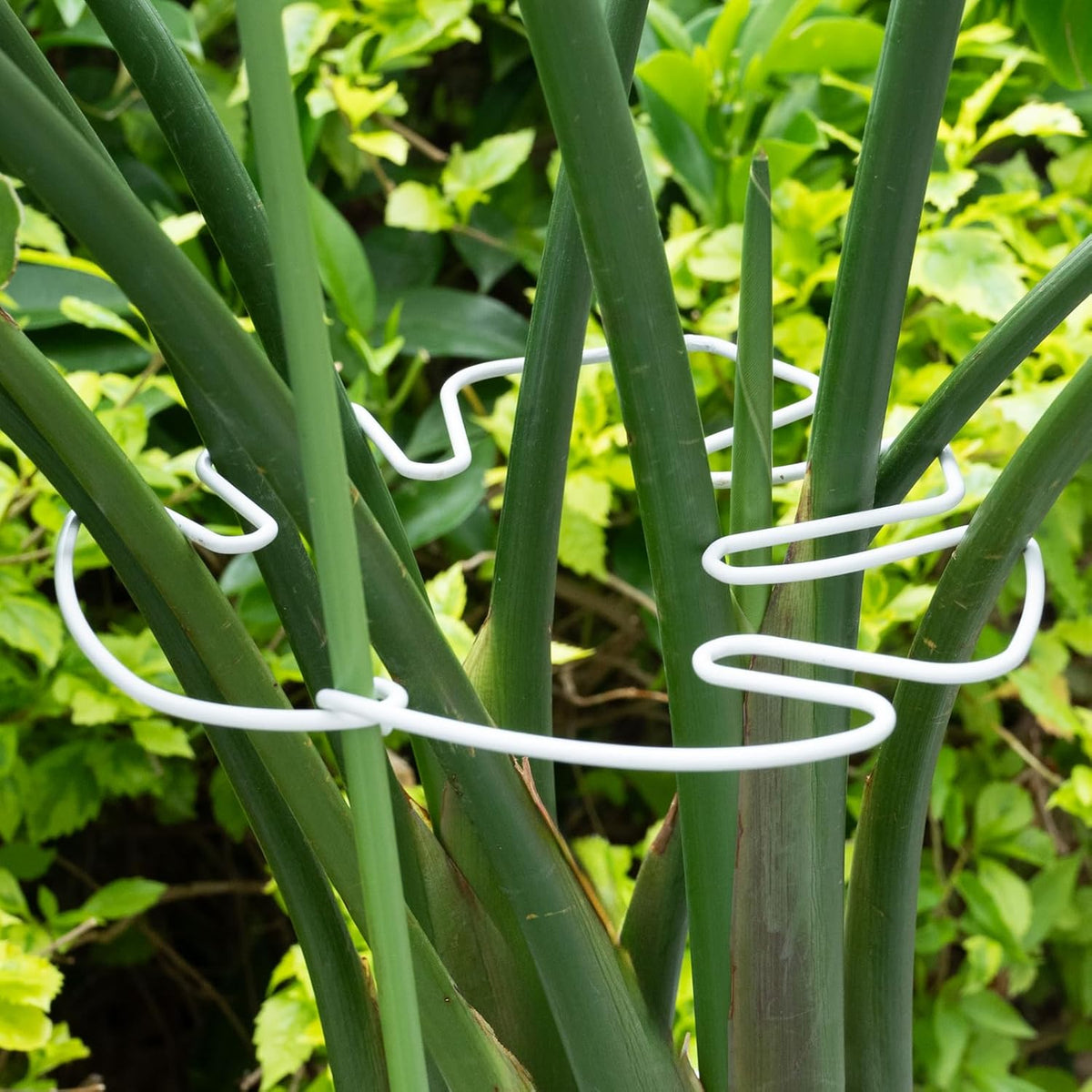 White Monstera Plant Stem Support - 5PCS 7.3x6.25in Durable Adjustable Garden Stake for Indoor