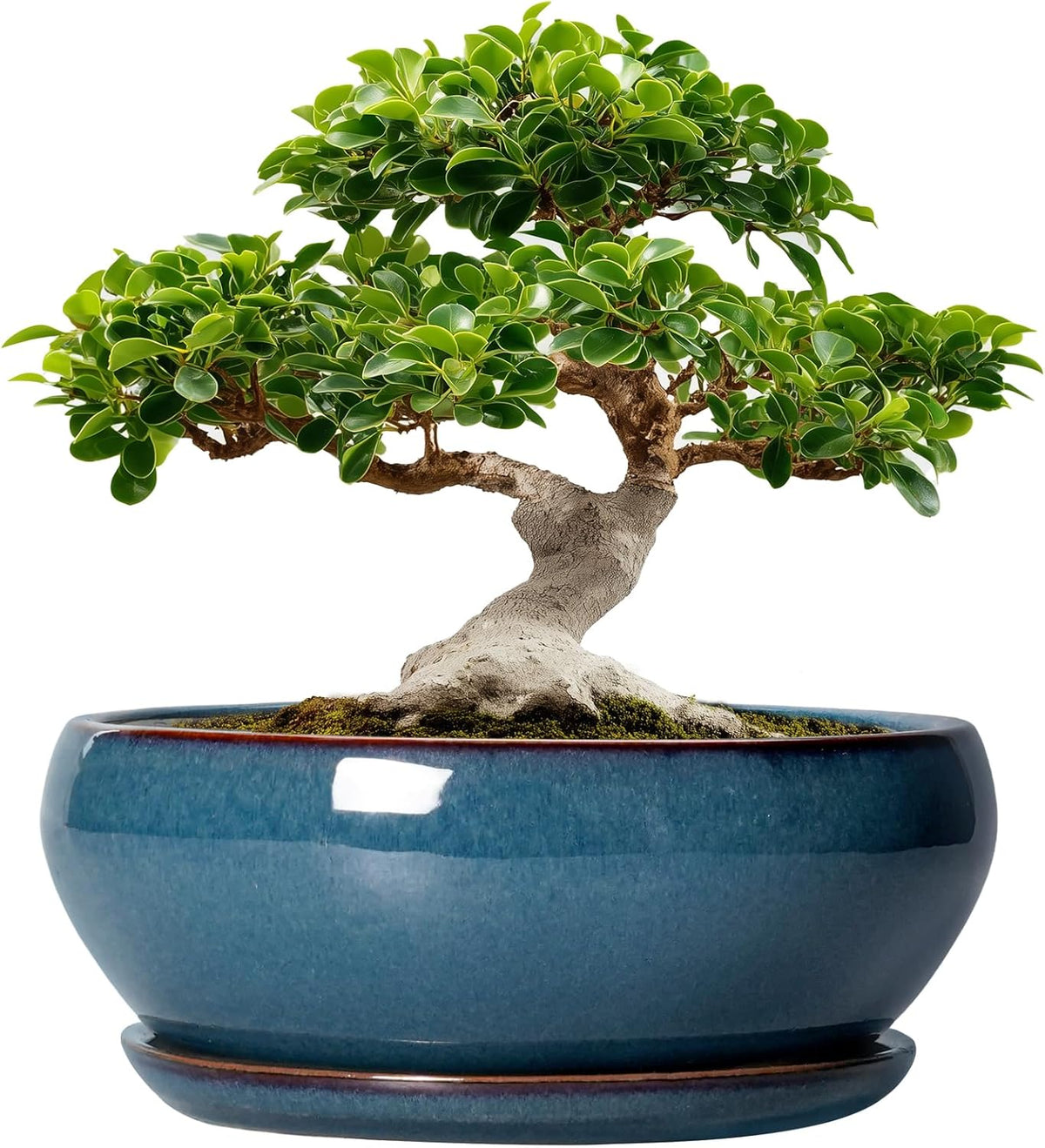 SQOWL Bonsai Tree Pots - 12 Inch Ceramic Succulent Pots, Large Shallow Planter with Drainage Hole