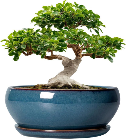SQOWL Bonsai Tree Pots - 12 Inch Ceramic Succulent Pots, Large Shallow Planter with Drainage Hole