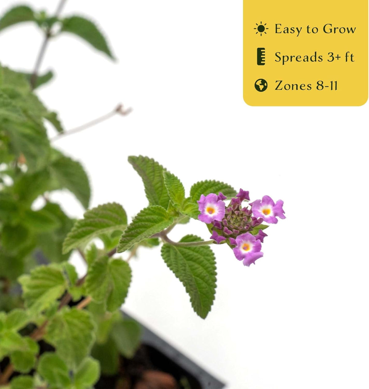3 Lavender Lantana in 2.5” Nursery Cubes (Lantana montevidensis) | Evergreen Shrub for Hanging