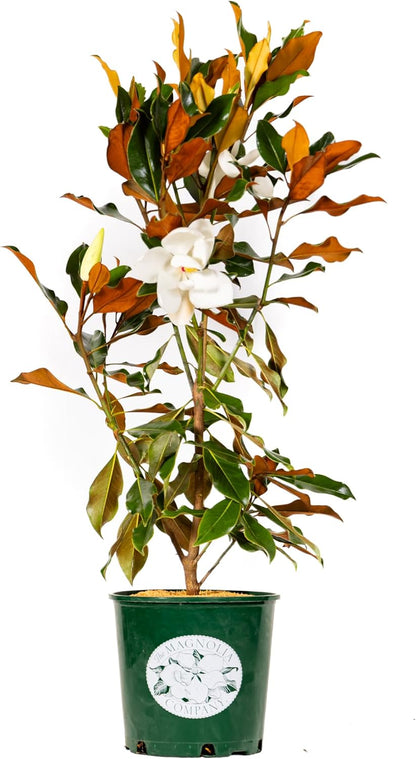 Magnolia Tree Kay Parris Variation, Live Plant, Magnolia Flower Blooms, Easy Care, Perfect for Home