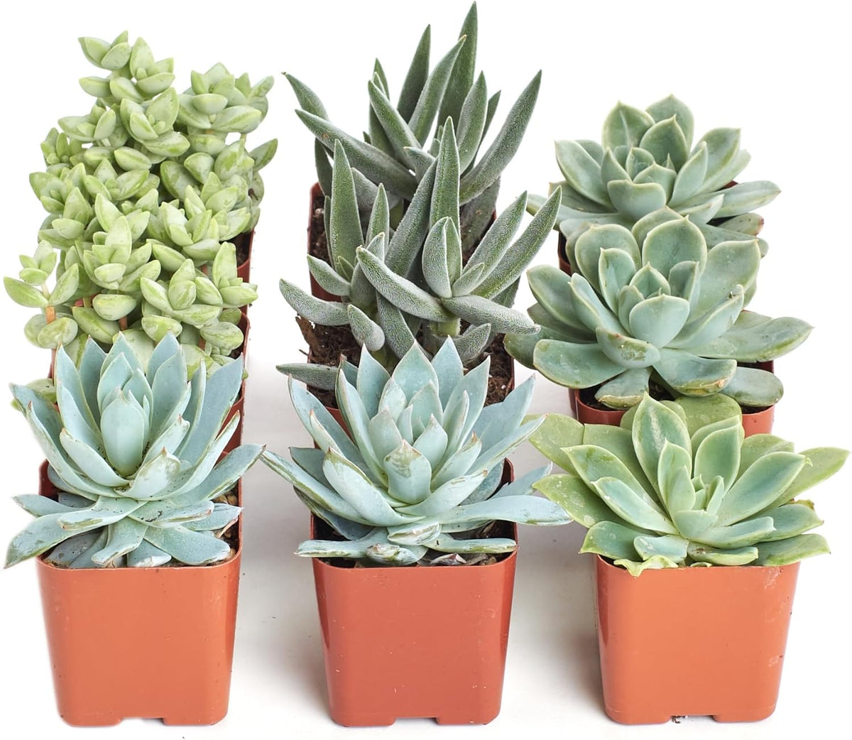 Shop Succulents Blue & Green Succulent Plant Pack Collection - Live Mini Succulent Plants, Low