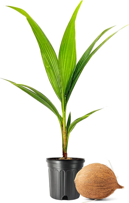 Coconut Palm | 3 Large Gallon Size Plants | Cocos nucifera | Tropical Landscaping, Indoor Tree