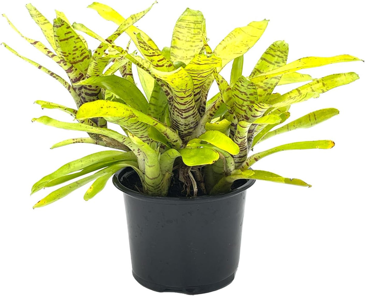ragnaroc Live Plants – Bromeliad Neoregelia Tigrina, 8-12" in 6" Pot - 1ct - Live Arrival