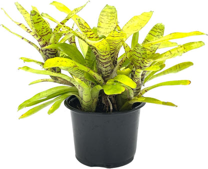 ragnaroc Live Plants – Bromeliad Neoregelia Tigrina, 8-12" in 6" Pot - 1ct - Live Arrival