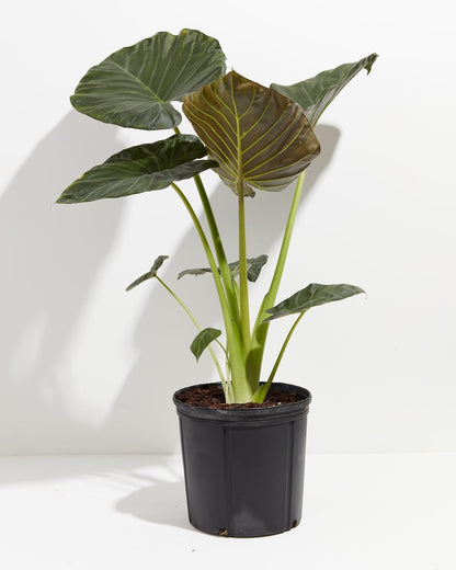 GARDENERA Elephant Ear Plant Potting Soil - Professional Grade Mix for Lush and Healthy Alokasia