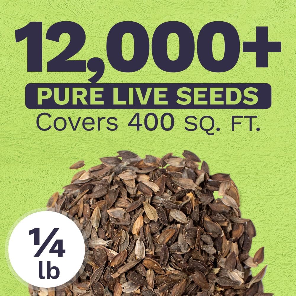 Bulk Zinnia Seeds - California Giants Mix - Bulk 1/4 Pound Bag Over 12,000 Flower Seeds - Mixed