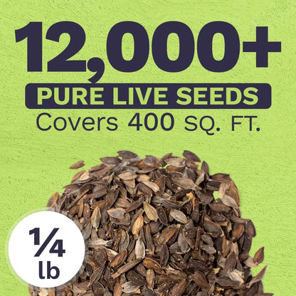 Bulk Zinnia Seeds - California Giants Mix - Bulk 1/4 Pound Bag Over 12,000 Flower Seeds - Mixed