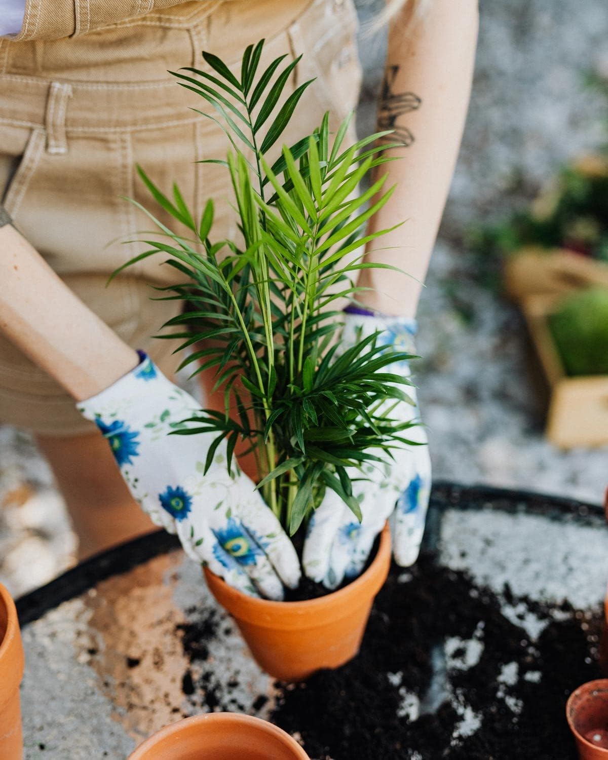 GARDENERA Palm Tree Potting Mix - The Ultimate Soil for Strong and Healthy Palms - Top Choice for